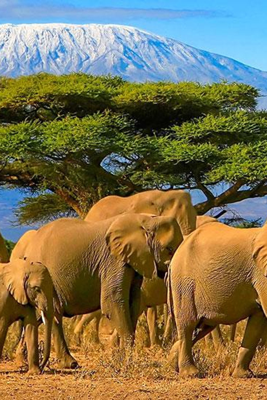 Nairobi Day Safari In Amboseli National Park Camp Getyourguide