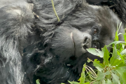 1-Day Rwanda Gorilla Trekking Volcanoes National Park