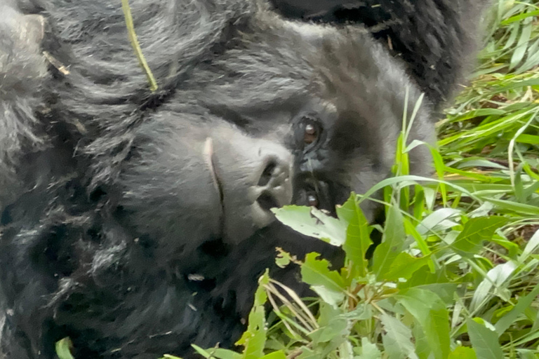 1-Day Rwanda Gorilla Trekking Volcanoes National Park
