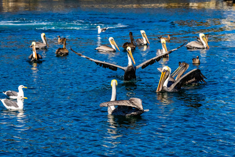 Los Angeles: Redondo Beach Glazen Bodem Boot Cruise