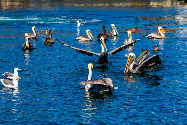 Los Angeles: Redondo Beach Glazen Bodem Boot Cruise