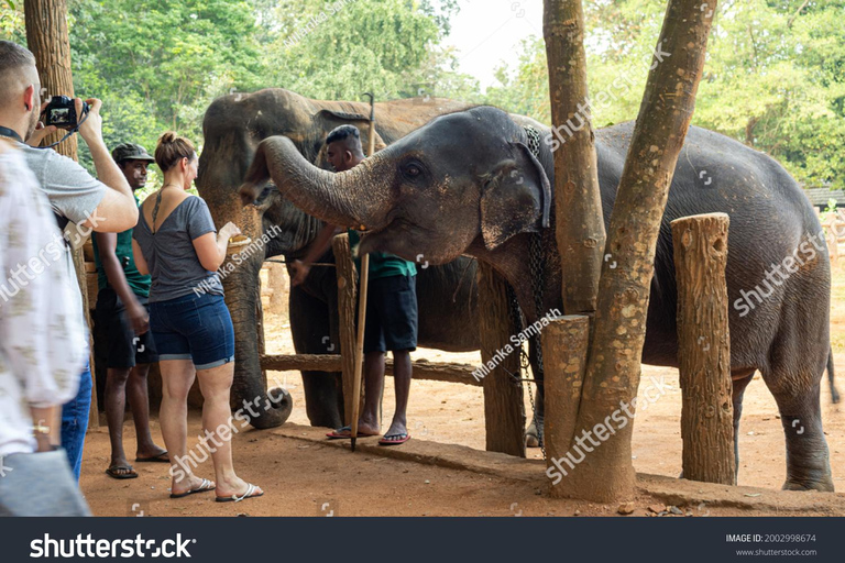 8 Tage Rundreise durch die wunderschöne Natur Sri Lankas