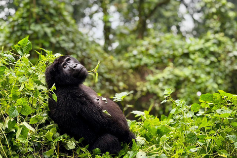 3-Day Gorilla Habituation Experience in Uganda