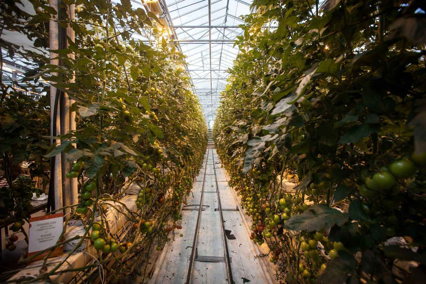 Reykjavik: Golden Circle, Tomato Farm and Kerið Crater Tour