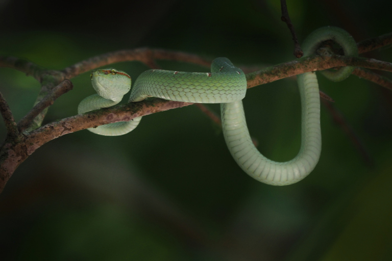 Jungle Night Tour : Finding Snakes and Night Species Jungle Night Tour : Finding Snake and night species