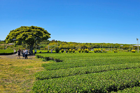 From Seogwipo: Jeju East UNESCO Highlights Join in Tour