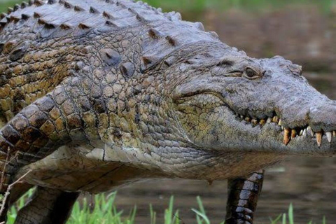 From Kampala: Entebbe Zoo, Reptile Village, & Gardens Tour