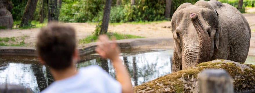 Arnhem : Le billet d'entrée au zoo de Burgers