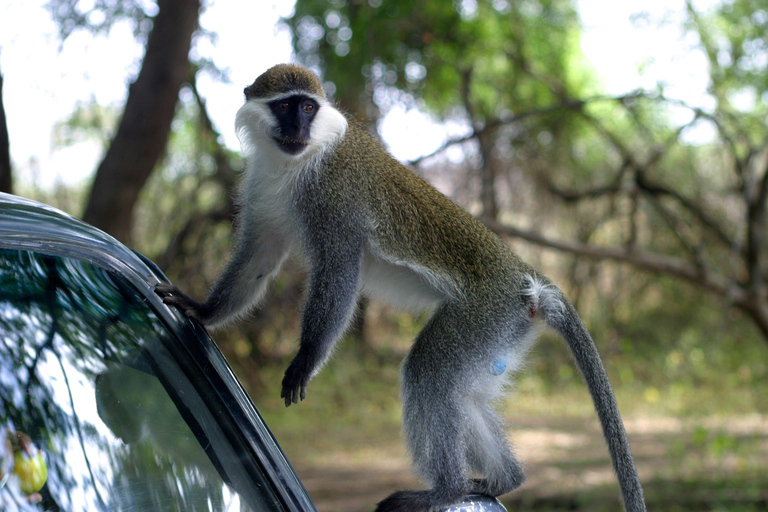 Nagano Snow Monkey private Day Tour from Tokyo