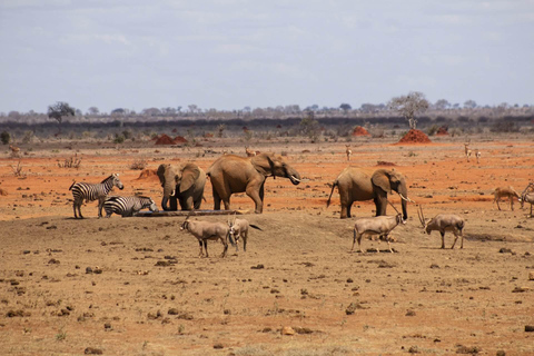 2-tägige Wildtier-Safari zum Tsavo Ost &amp; Tsavo West Park