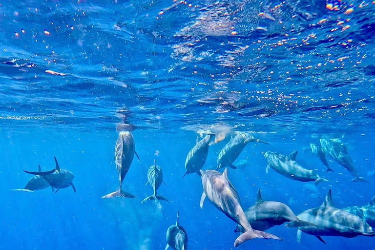 Mauritius: Dolphin Swim, Lunch & South Island Discovery Tour