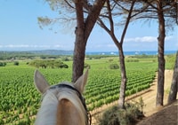 Reiten + Weinprobe in Ramatuelle - Hizvo