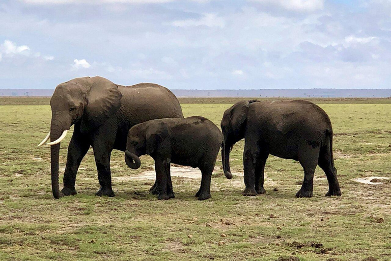 From Nairobi: National Park & Maasai Mara Safari Guided Tour