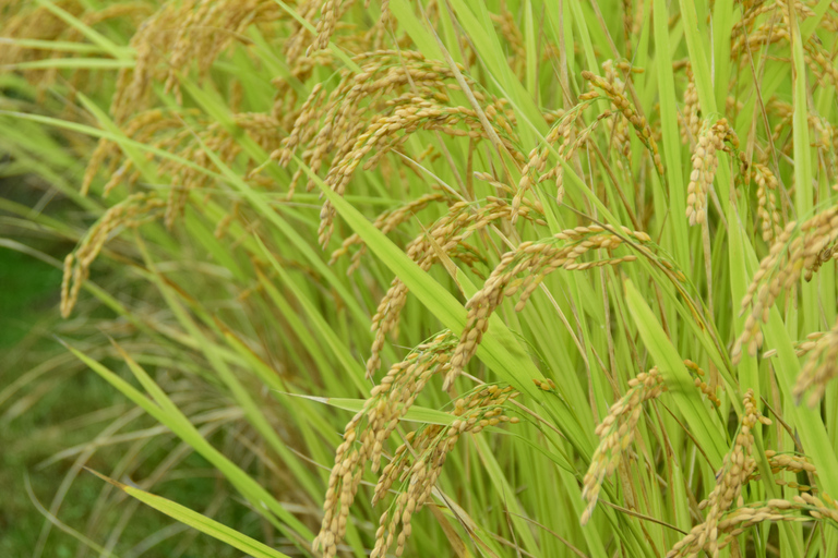 Dimbulagala Eco Trekking and Village Tour From Polonnaruwa