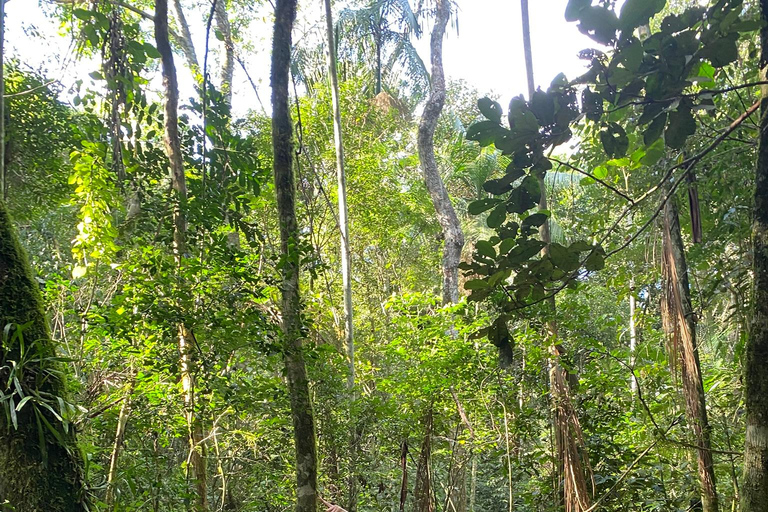 Hiking in Iguaçu National Park: A nature hike Trails in Iguaçu National Park: A hike through nature