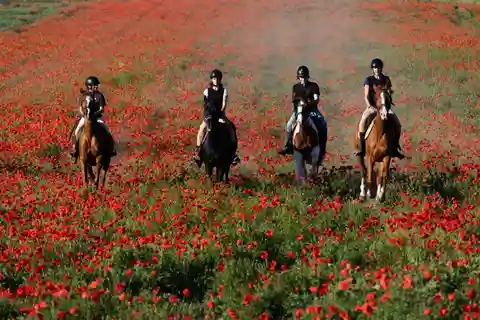 Ride in Rome with meal and wine included
