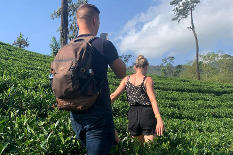Sacred Highlands: South to All-Inclusive Kandy Full Day Trip