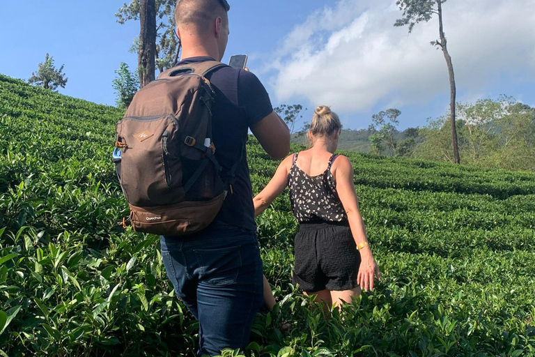 Sacred Highlands: South to All-Inclusive Kandy Full Day Trip