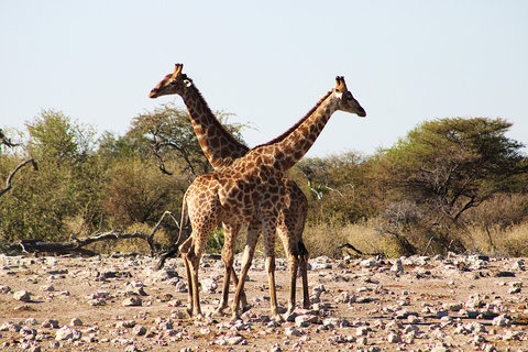 Windhoek: 3-Day Guided Safari in Etosha with Lodge