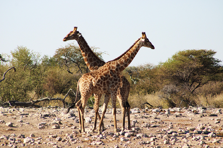 Windhoek: 3-Day Guided Safari in Etosha with Lodge