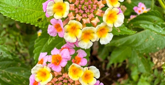 Puerto Vallarta: Botanical Garden Walking Tour