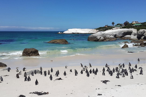 Kapstaden: Dagsutflykt till Kaphalvön &amp; Penguin Beach