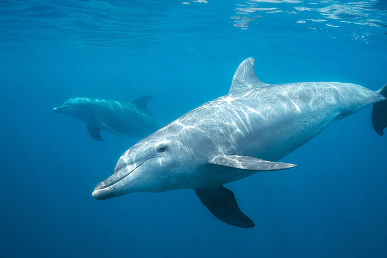 Bali: Private Shore Excursion from Celukan Bawang Port Best Asian Tour Picks – Shared Experiences ( Full Day )