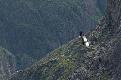 From Arequipa: Colca Canyon Full Day + thermal waters