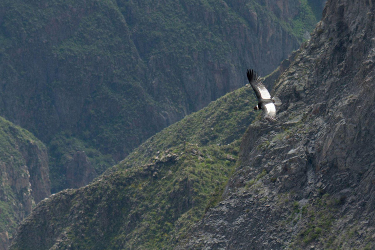 From Arequipa: Colca Canyon Full Day + thermal waters