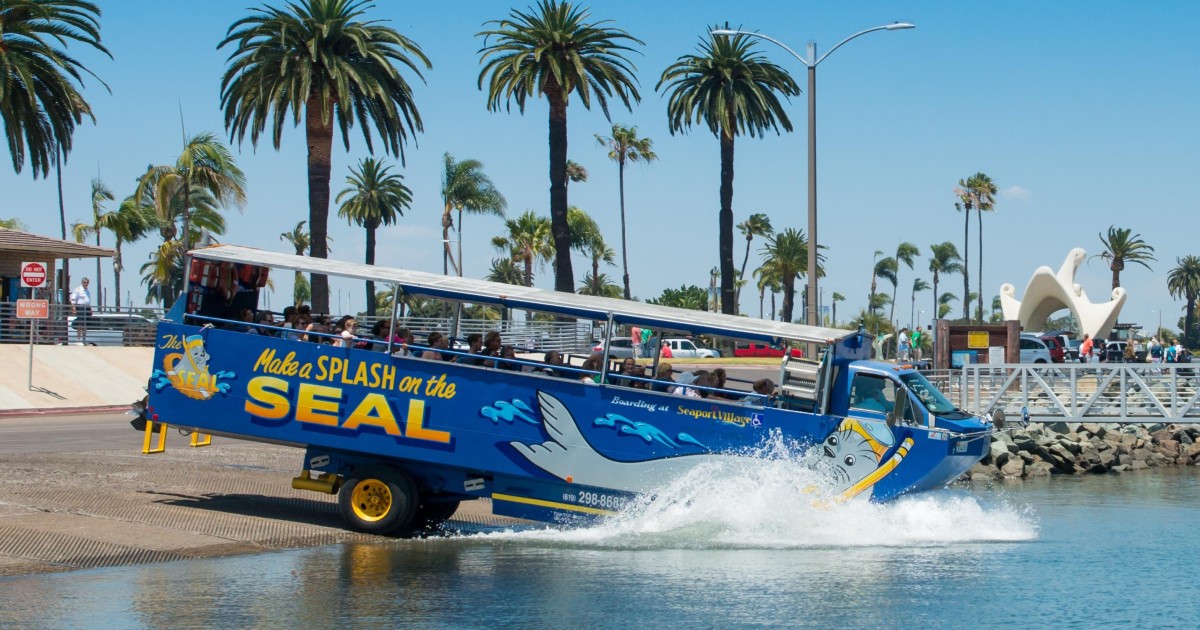 Where to See Seals in San Diego - San Diego Speed Boat Adventures
