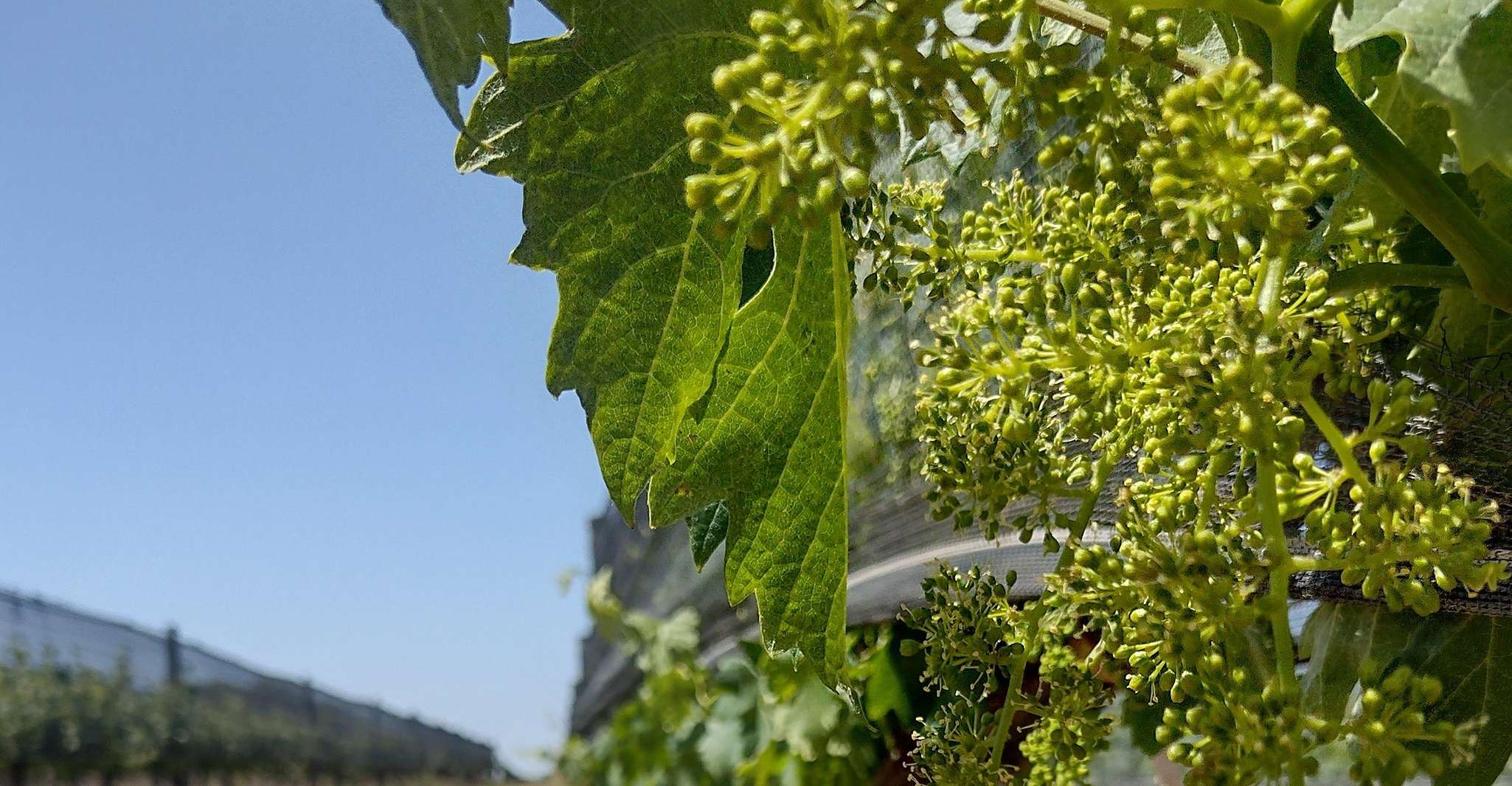 Wine Tour Córdoba - Hizvo