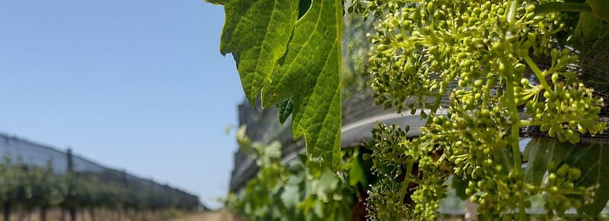 Cordoue : Wine Tour Privado a Colonia Caroya - Día completo