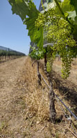 Wine Tour Córdoba - Hizvo