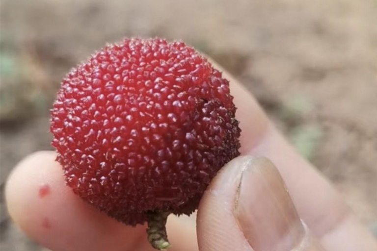 Shanghai: Tonglu Ancient Villages & Fruit-Picking Day Trip