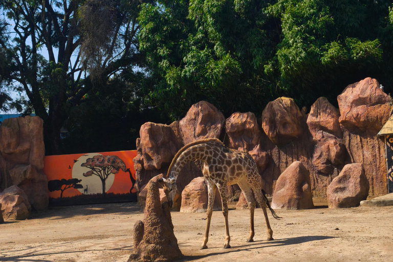 Tour of La Aurora Zoo, Historic Center, and Ciudad Cayalá in Guatemala