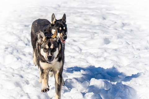 Meltosjärvi: Self Driving Husky Tour - Lake Trail Experience