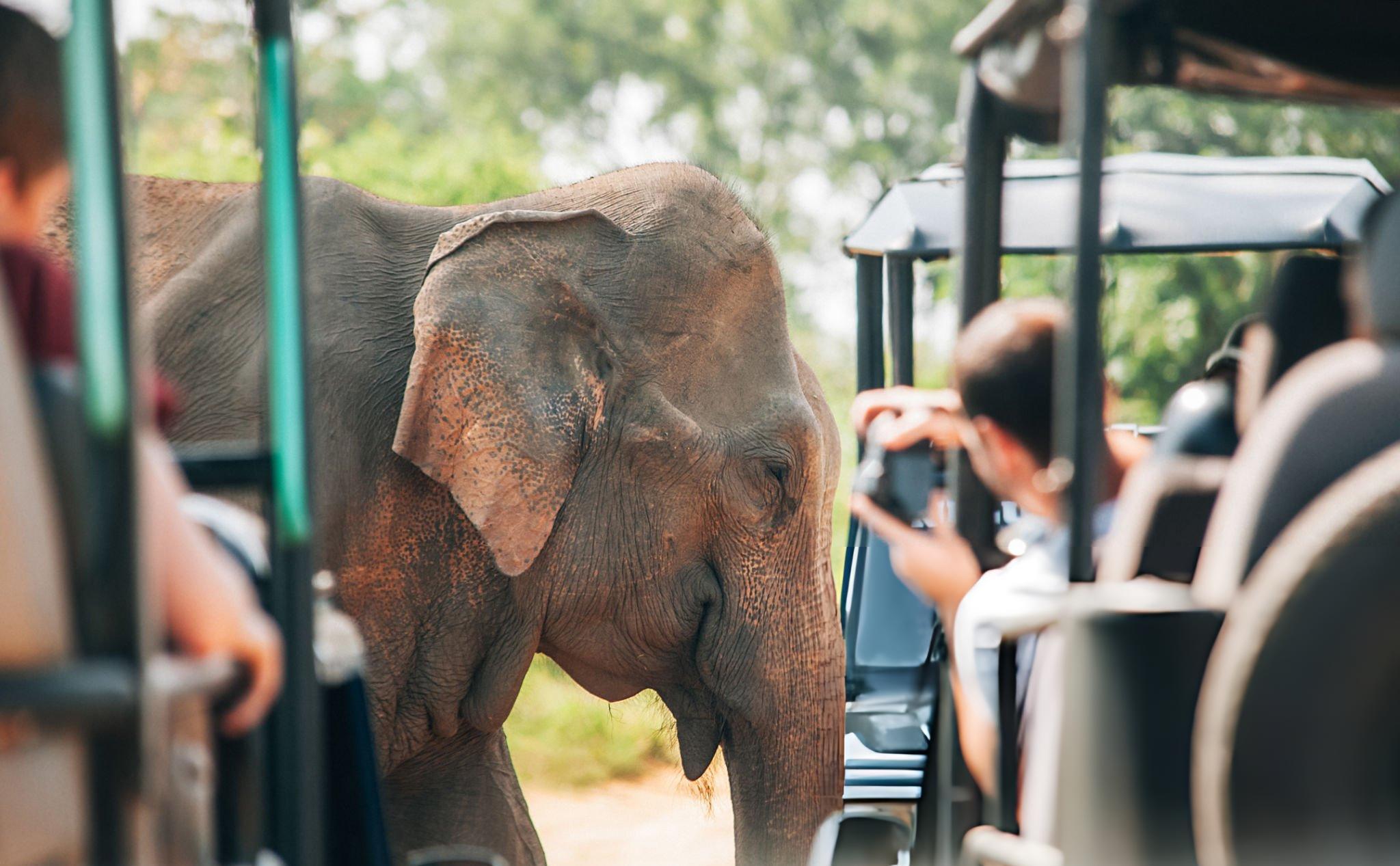 Ab Colombo: Udawalawe-Safari & Tour durch die Sevanagala-Zuckerfabrik