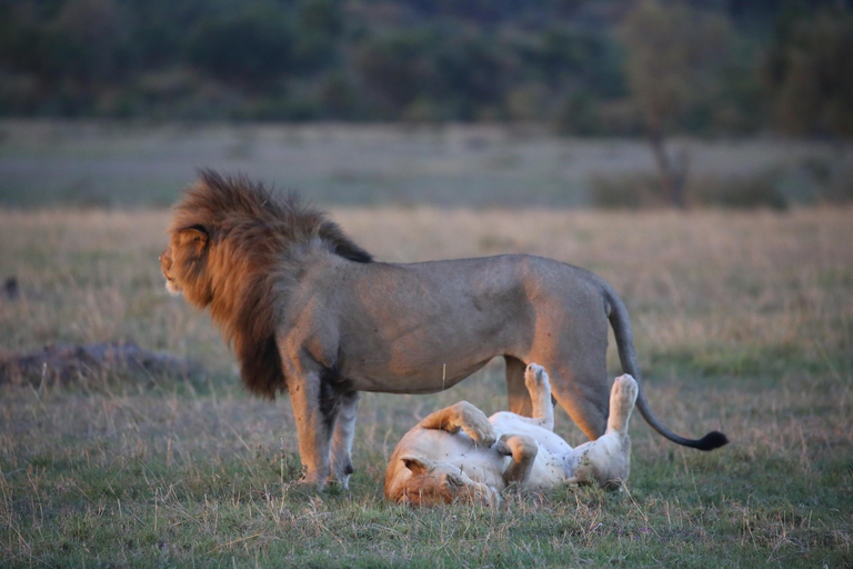 Demi-journée au parc national de Nairobi avec prise en charge gratuite