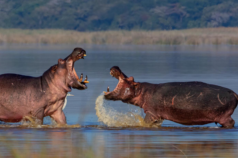 From Maputo: 2-Day Safari & Ocean Hideaway at Maputo Reserve