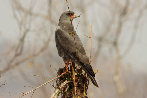 Safari privé de 3 jours à Tsavo Est et Ouest - Faites l&#039;expérience de la nature sauvage
