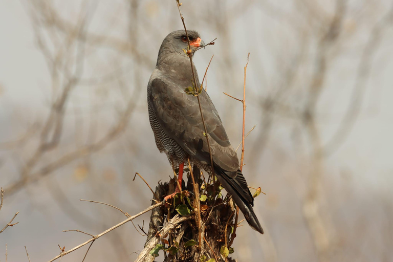 Safari privé de 3 jours à Tsavo Est et Ouest - Faites l&#039;expérience de la nature sauvage