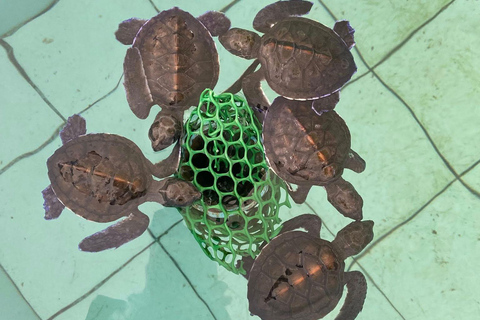 Khao Lak: Jungle River Rafting & Conservation Visit + Pickup