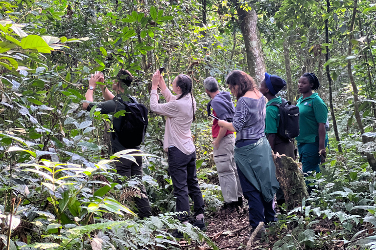 Excursion d&#039;une journée au lac Bunyonyi et dans la forêt de Kalinzu pour un trekking avec les chimpanzés