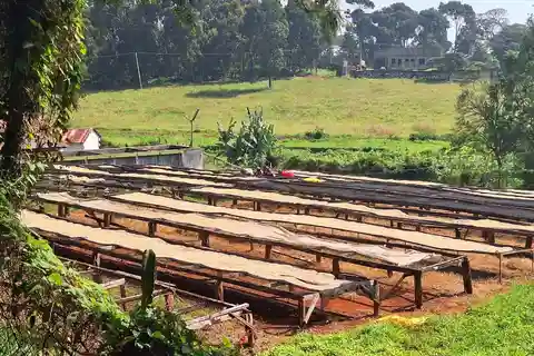 Visita a la Granja y Fábrica de Café de Nairobi