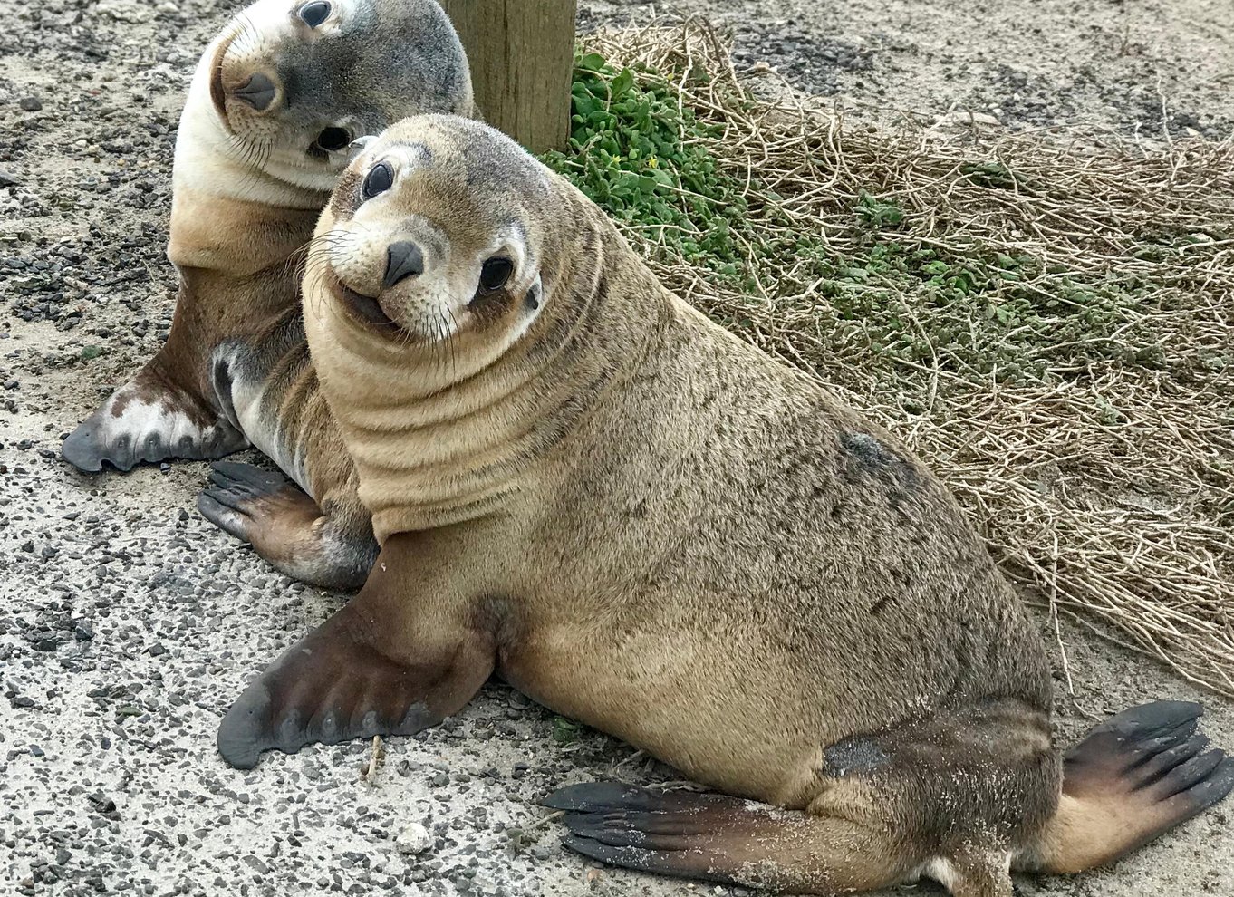 Penneshaw: Landudflugt Kangaroo Island Scenic Tour