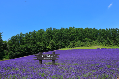 Sapporo: Furano & Biei Private Sightseeing with Hotel Pickup