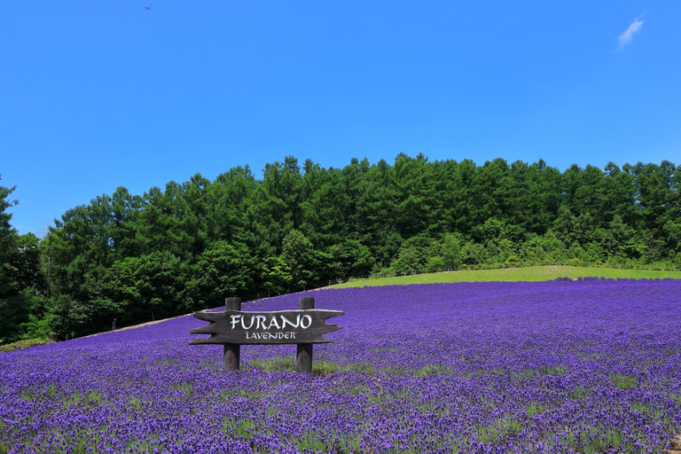 Sapporo: Furano & Biei Private Sightseeing with Hotel Pickup