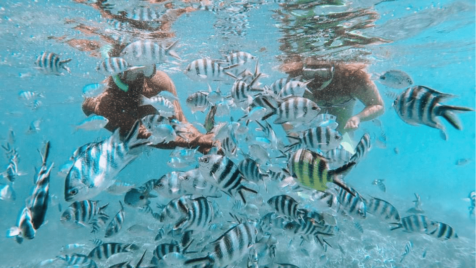 Two snorkellers just under the surface, hands out, surrounded by a dense shoal of black-and-white striped sergeant-major fish over pale sand