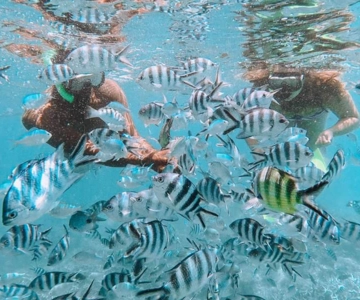 Blue Bay: Visita della Blue Bay con barca con fondo di vetro e snorkeling