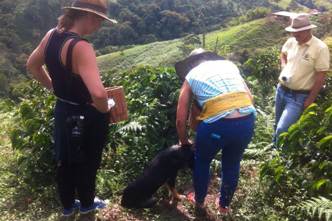 Medellin: Jardin Coffee Farm Tour